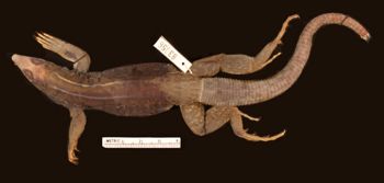 Media type: image;   Herpetology R-83056